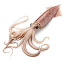 Calamars