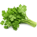 Coriandre
