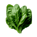 Épinards frais lavés et équeutés