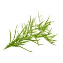 Estragon frais