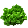 🥬 Laitue