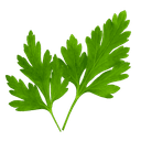 Persil frais