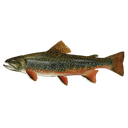 Truite de 180 g chacun