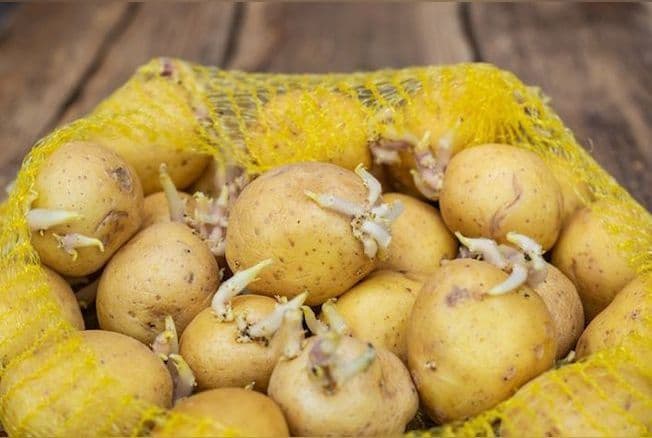 Comment empêcher les pommes de terre de germer ?