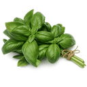 Feuilles de basilic frais