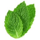 Feuilles de menthe fraîche