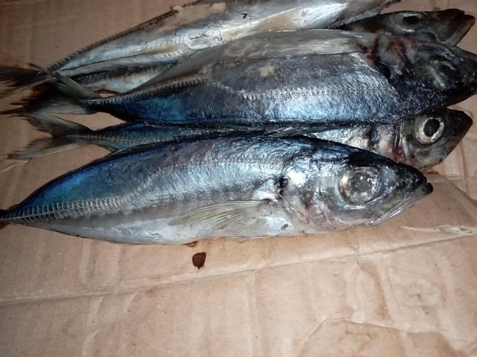 Comment conserver les poissons frais! 🦈🦈