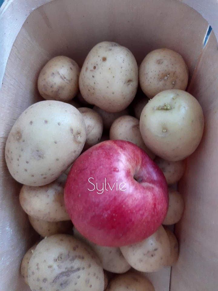 Comment conserver vos pommes de terre pendant au moins 8 semaines ( 2 mois)