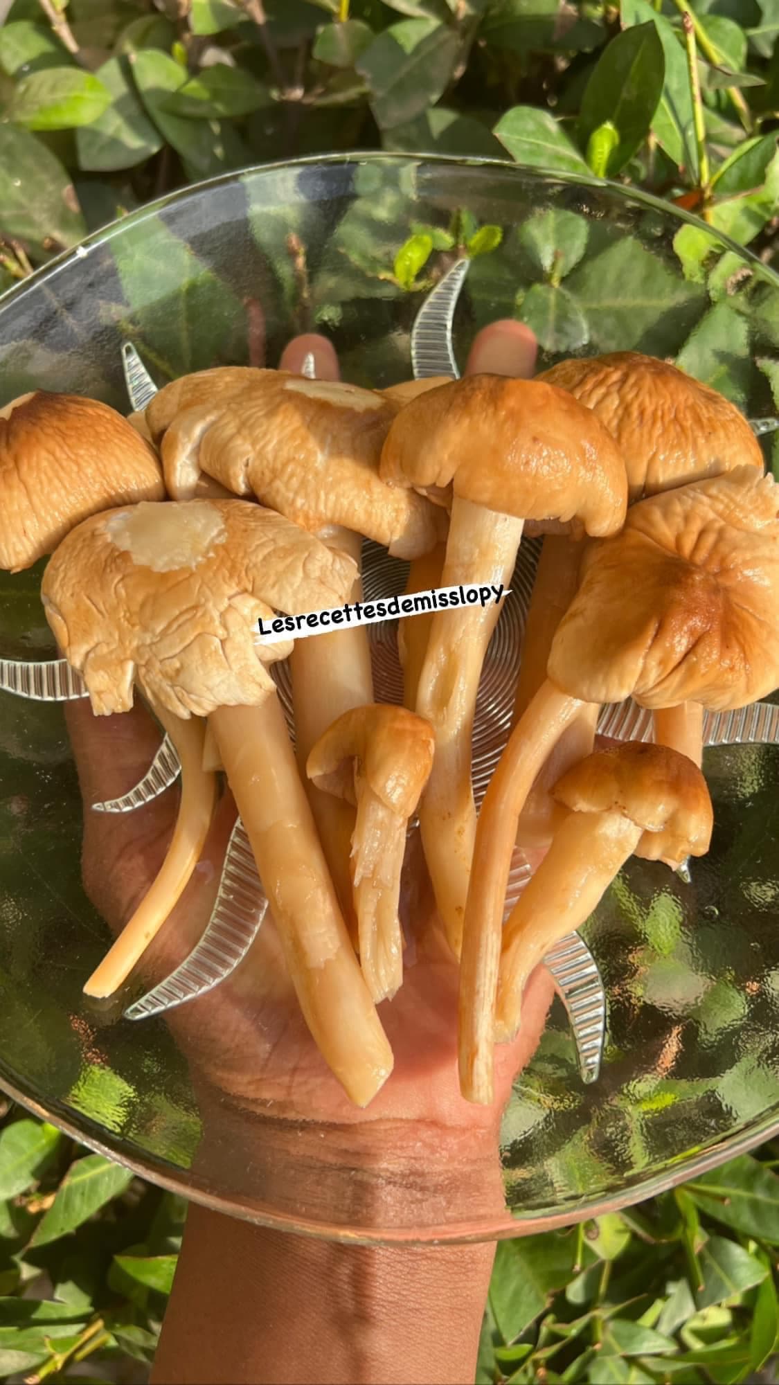 Conservation des champignons frais : astuces