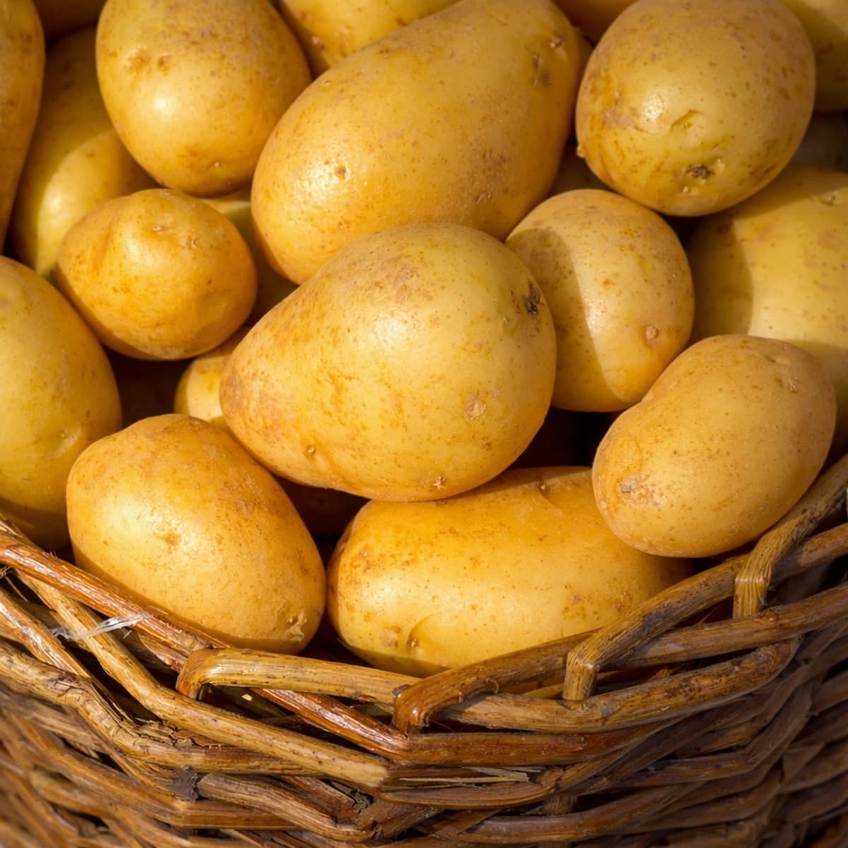 Pommes de terre farineuses pour ragoût : astuce