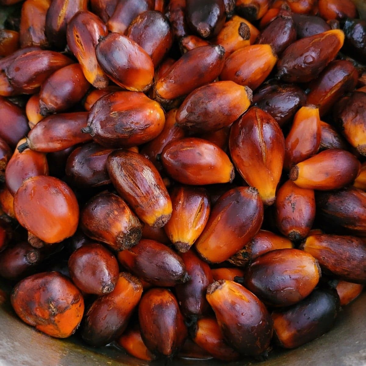 Astuces: Conservation des noix de palme