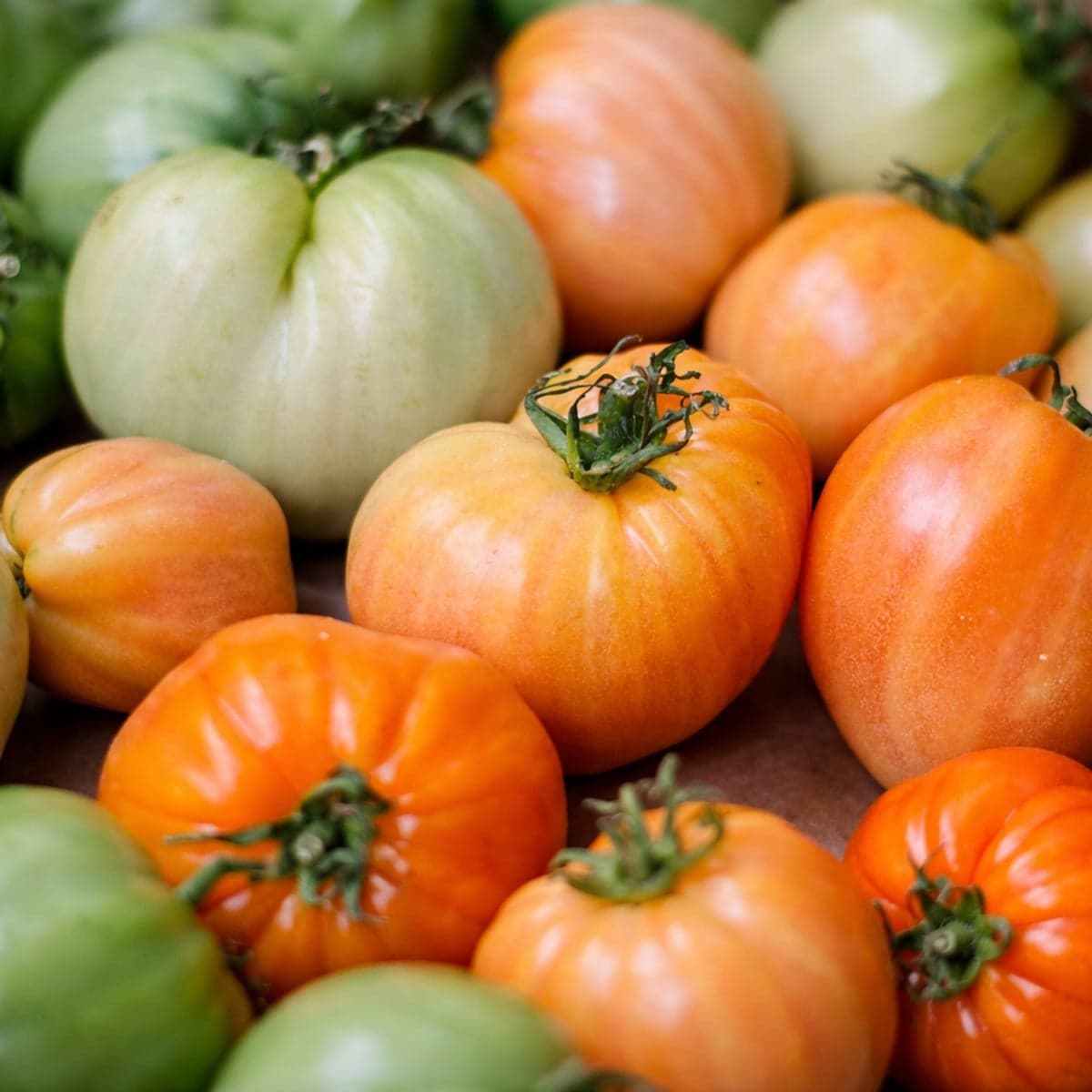 Comment accélérer la maturation des tomates.