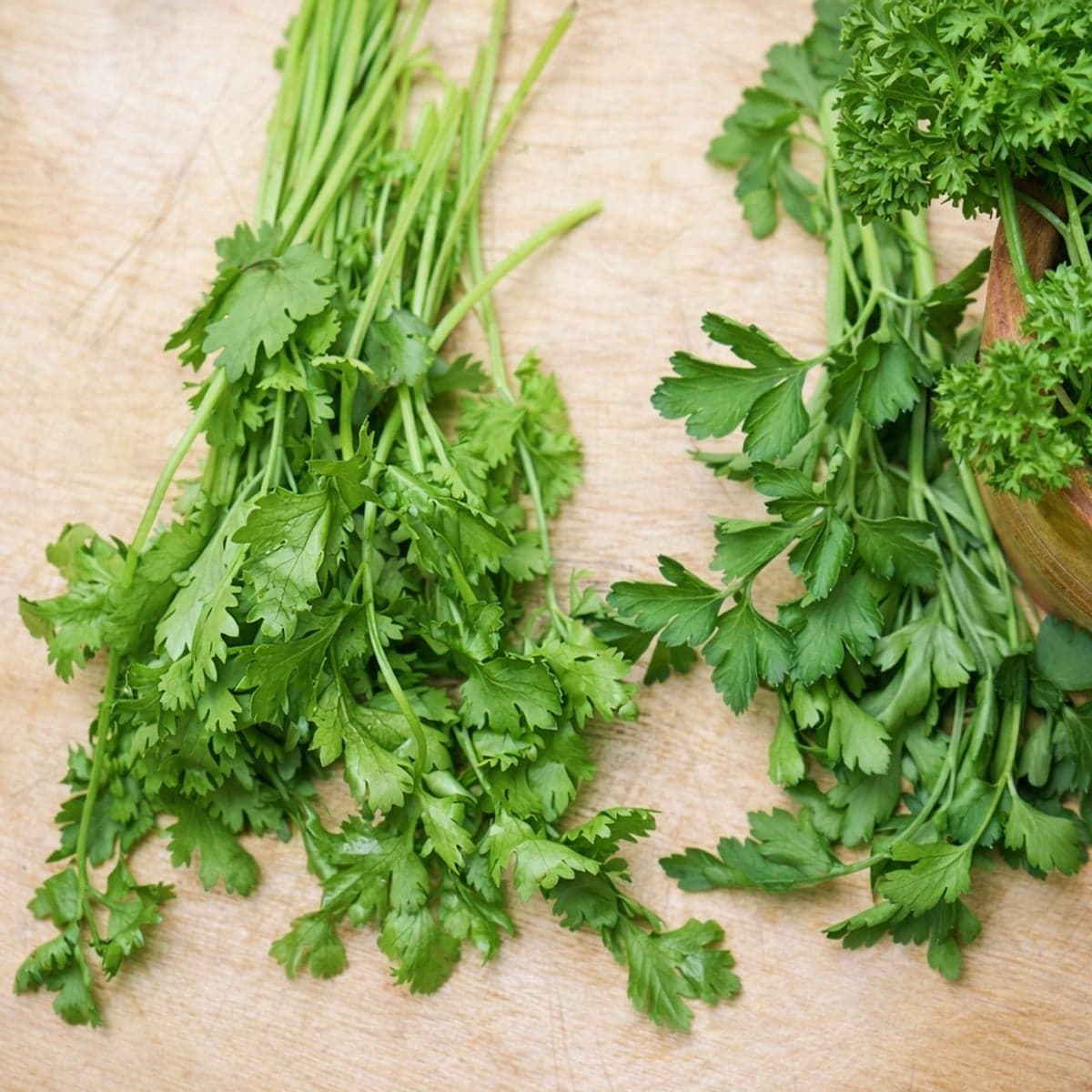 Persil vs Coriandre : Comprendre les Différences Essentielles