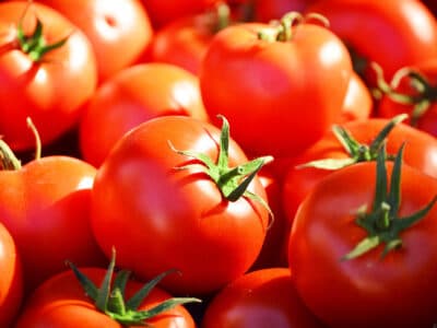 Des astuces pour conserver le plus longtemps vos tomates