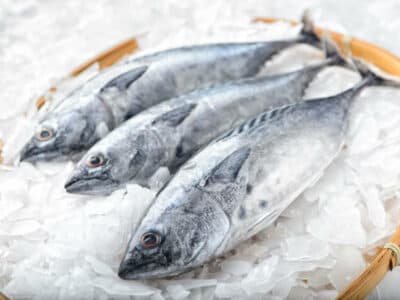 Comment conserver et congeler du poisson?