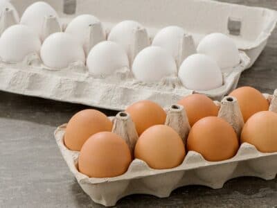 Les œufs blancs sont-ils différents des œufs bruns?
