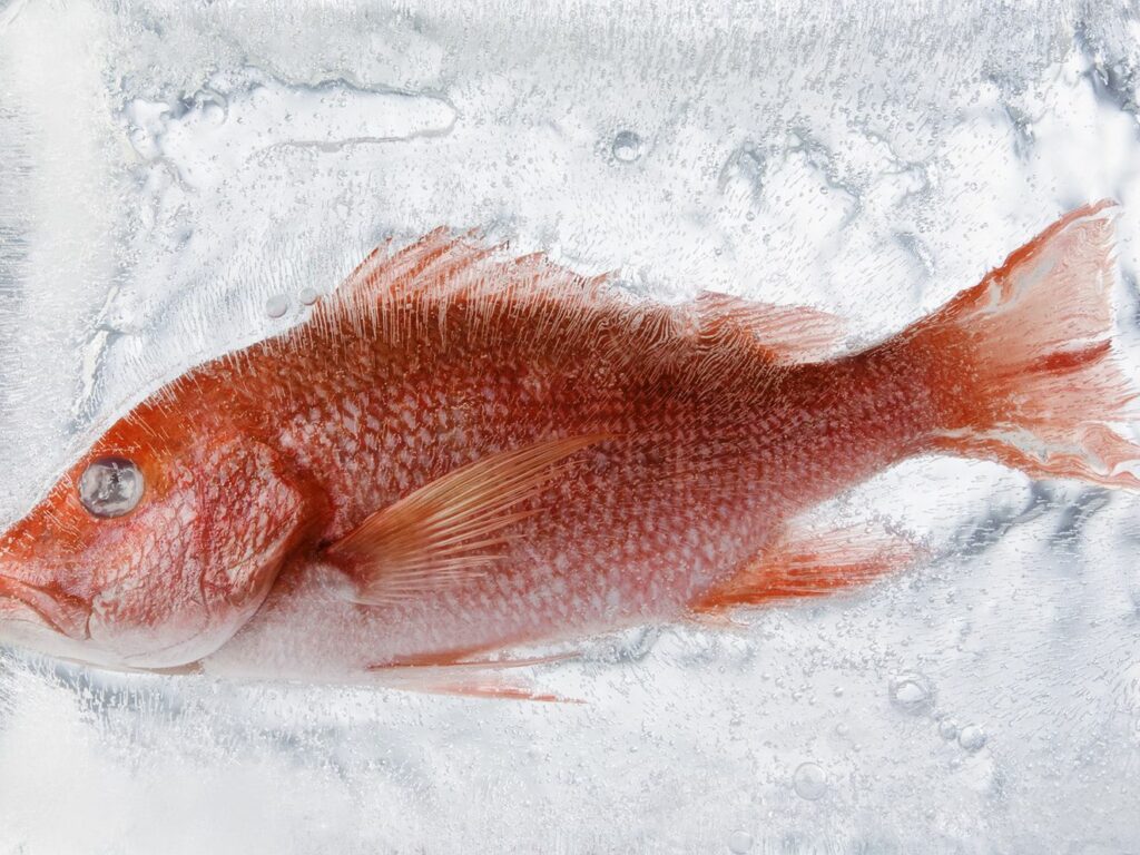 Comment décongeler du poisson Cuisine de Chez Nous