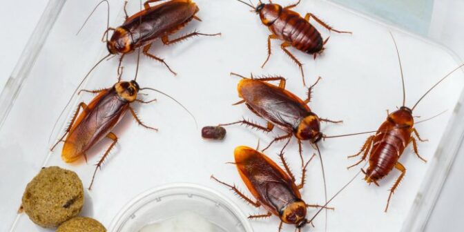 Des moyens efficaces de se débarrasser des cafards dans la cuisine