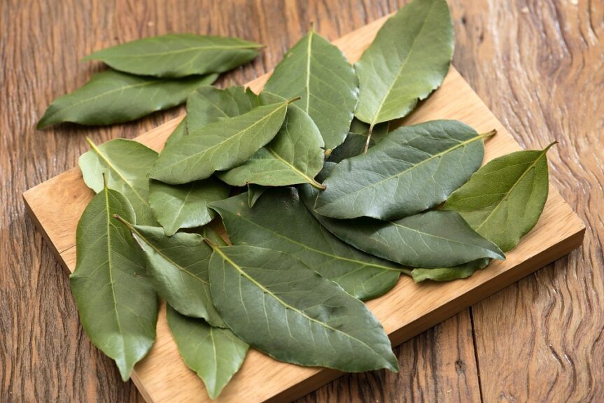 Comment utiliser la feuille de laurier pour cuisiner Cuisine de Chez Nous