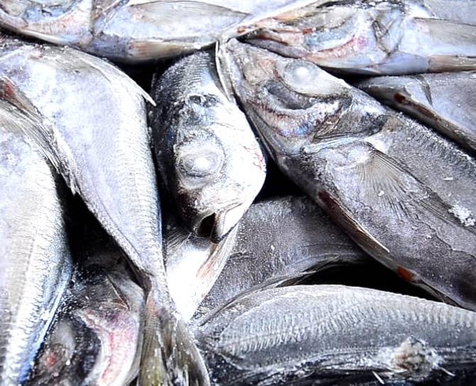 Comment conserver les poissons frais 🦈🦈 Cuisine de Chez Nous