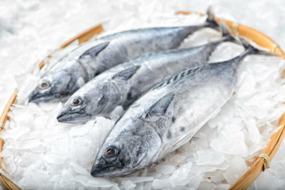 Comment conserver et congeler du poisson?